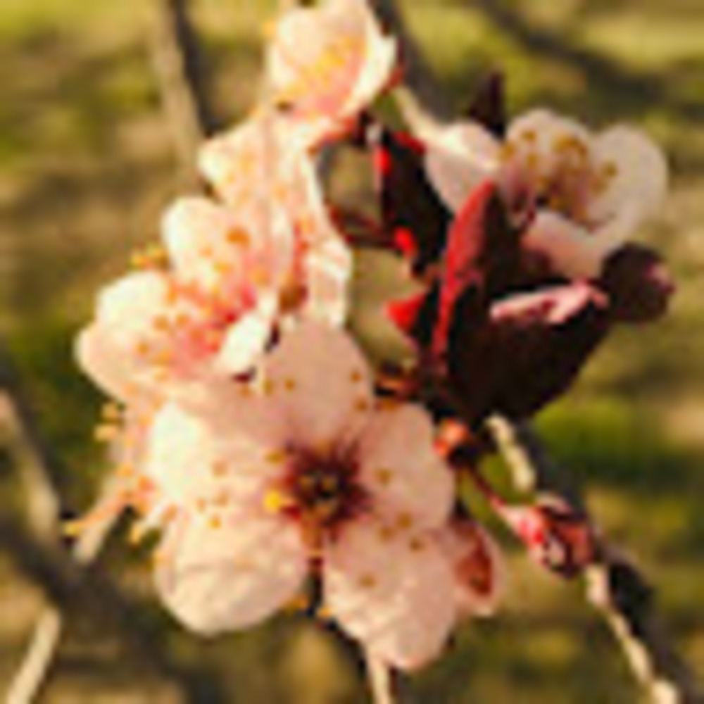 Meet your Posher, Maya